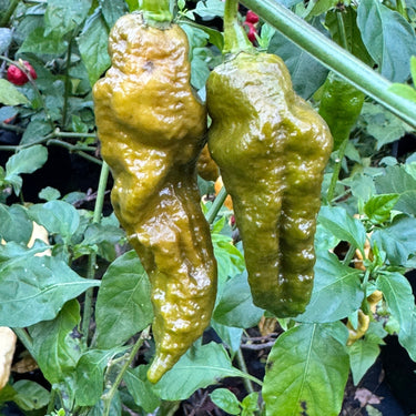 Bhut Jolokia Solid Gold - Seeds - The Pepper Pantry (Formerly Marie Sharp's)